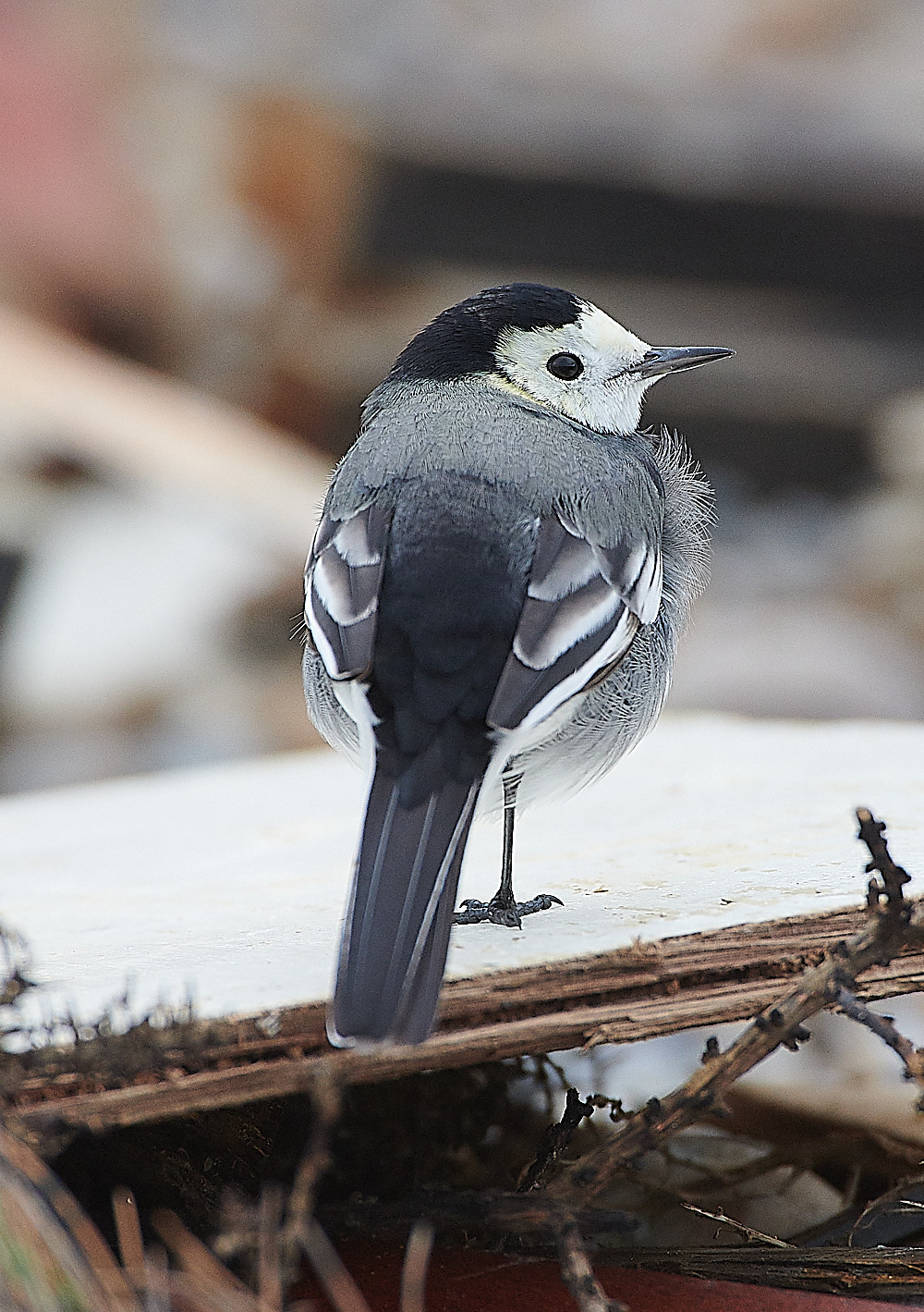 GramboroughHillPW181120-8