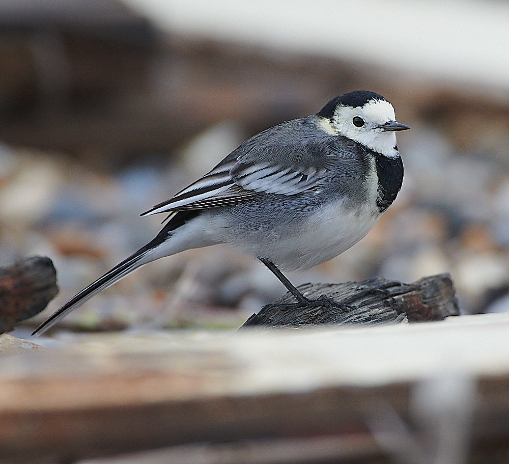 GramboroughHillPW181120-9