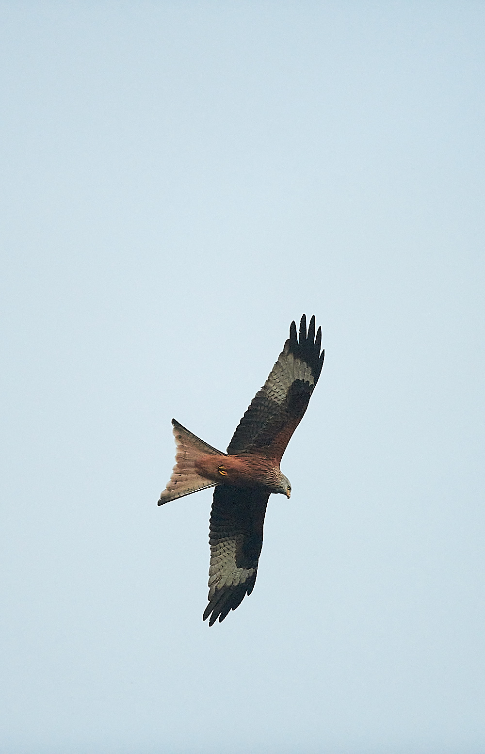 HolkhamRedKite171220-1