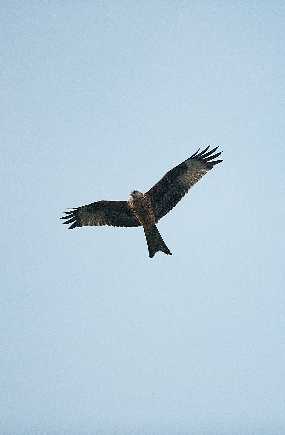 HolkhamRedKite171220-2