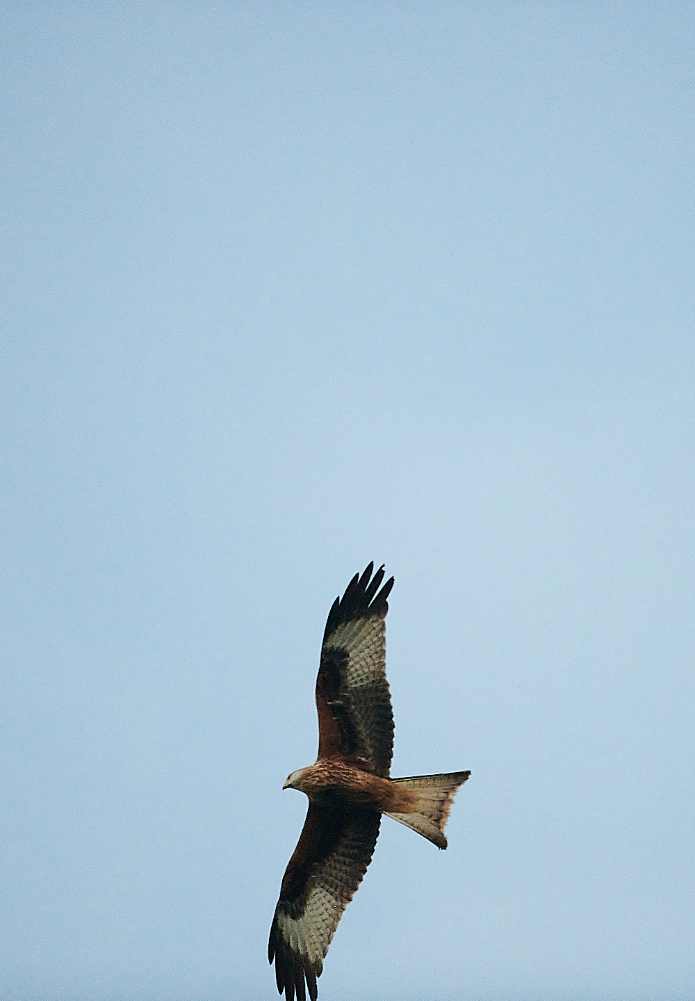 HolkhamRedKite171220-3