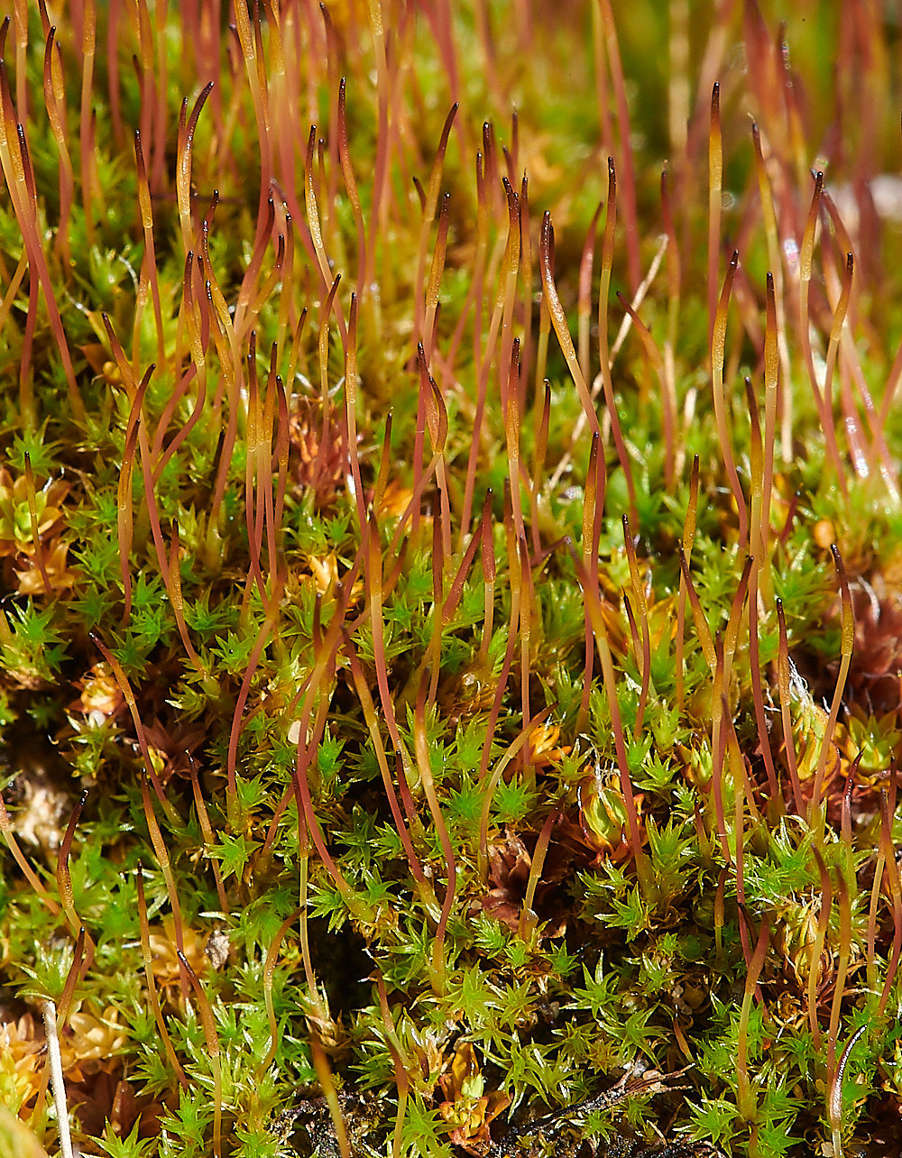 HolmeDunesDfallax171220-1