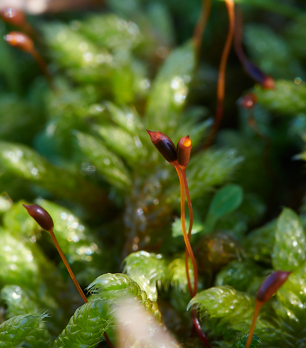 HolmeDunesSplurum171220-1