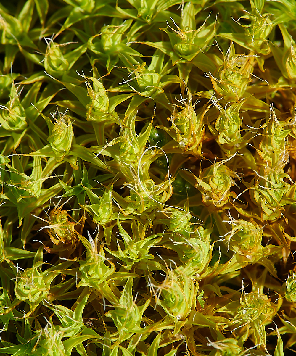 HolmeDunesSruraliformis171220-1