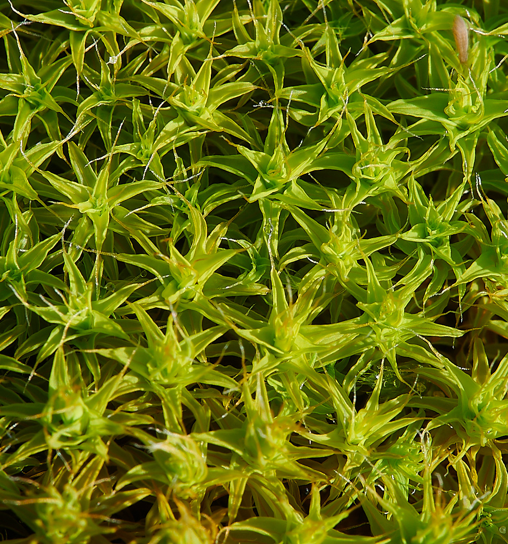 HolmeDunesSruraliformis171220-2