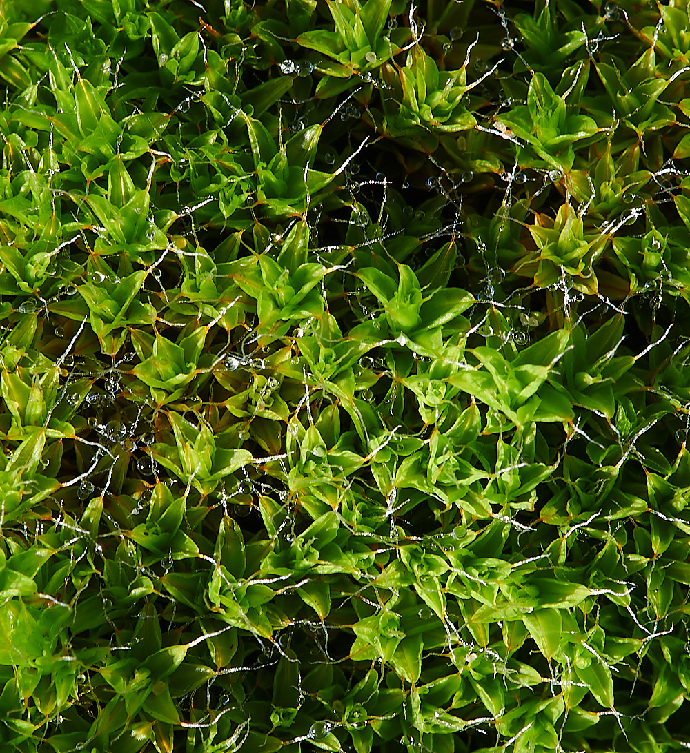 HolmeDunesSruraliformis171220-3