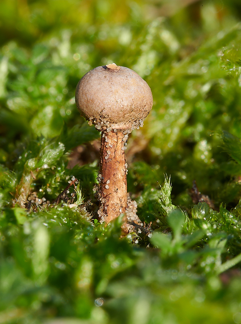 HolmeWinterstalkball171220-1