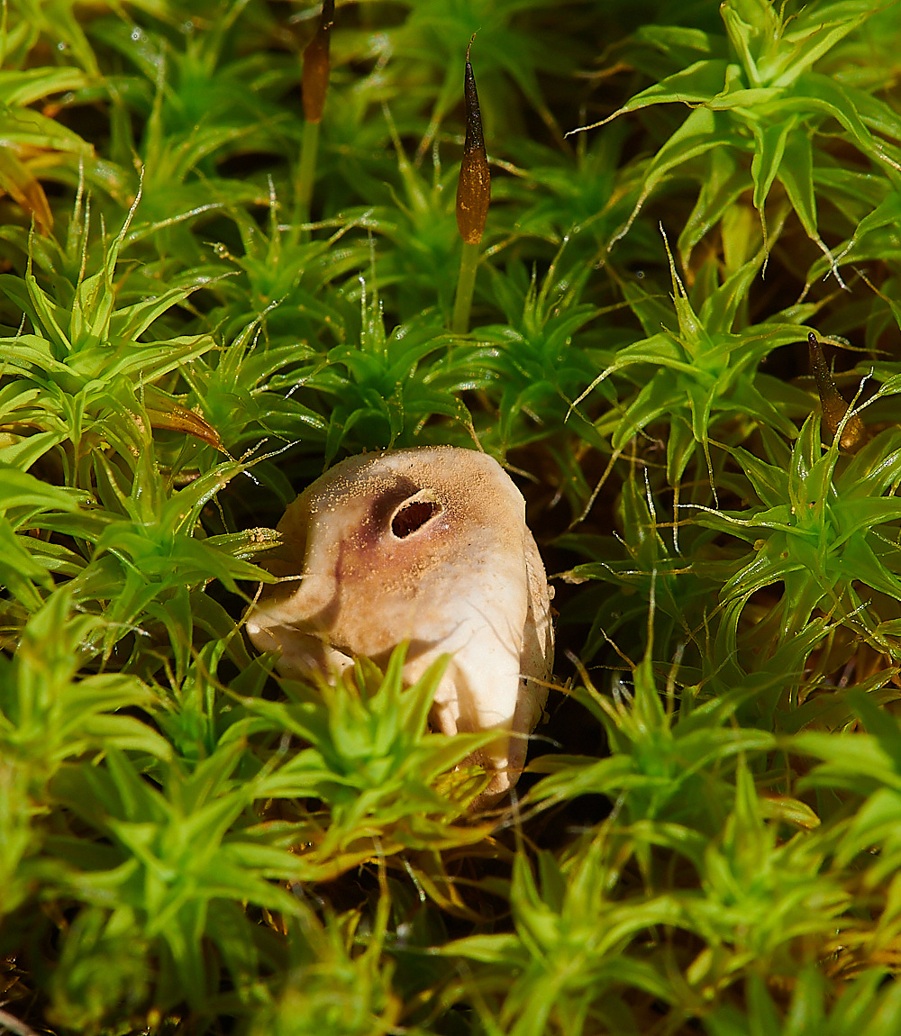 HolmeWinterstalkball171220-2