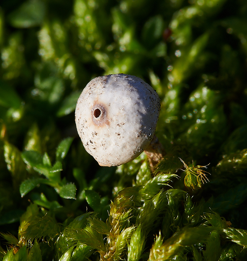 HolmeWinterstalkball171220-3