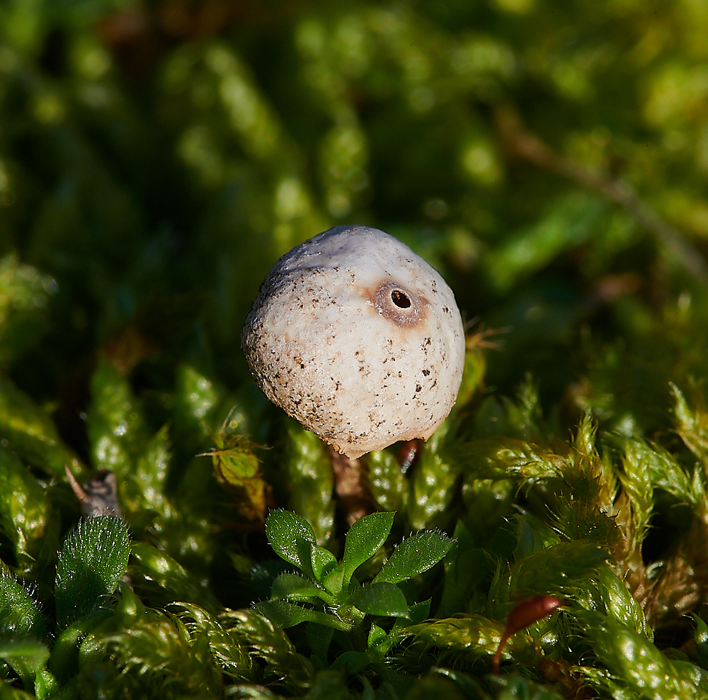 HolmeWinterstalkball171220-4