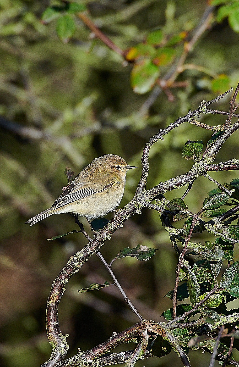 MuckleburghChiffchaff121120-1