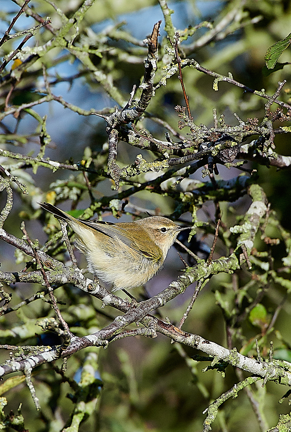 MuckleburghChiffchaff121120-2