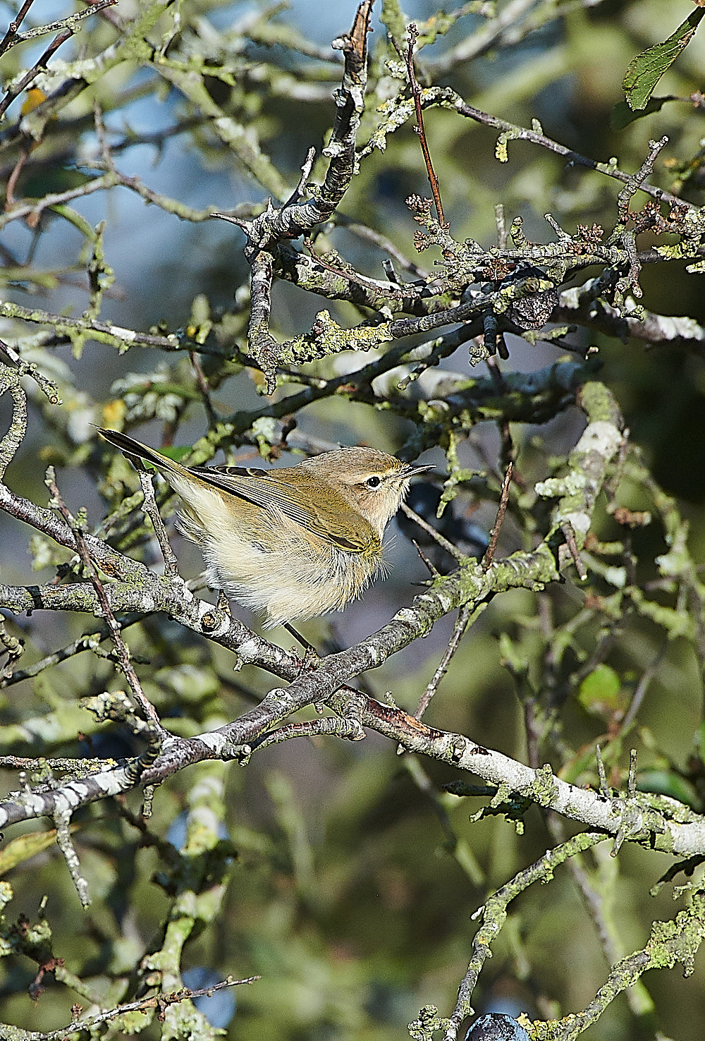 MuckleburghChiffchaff121120-3