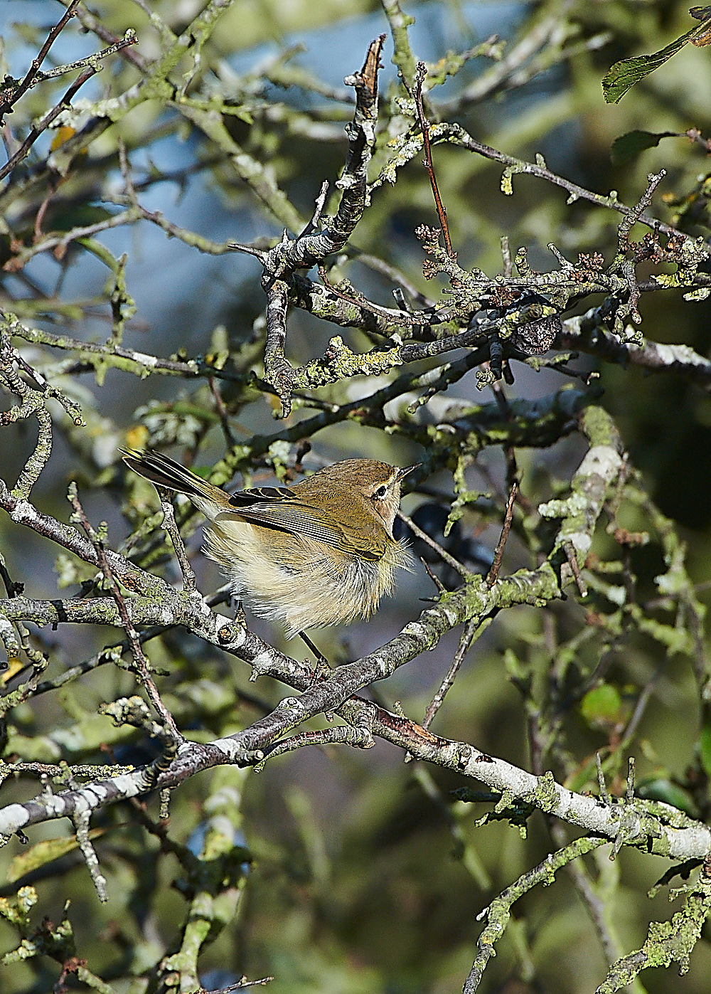 MuckleburghChiffchaff121120-4