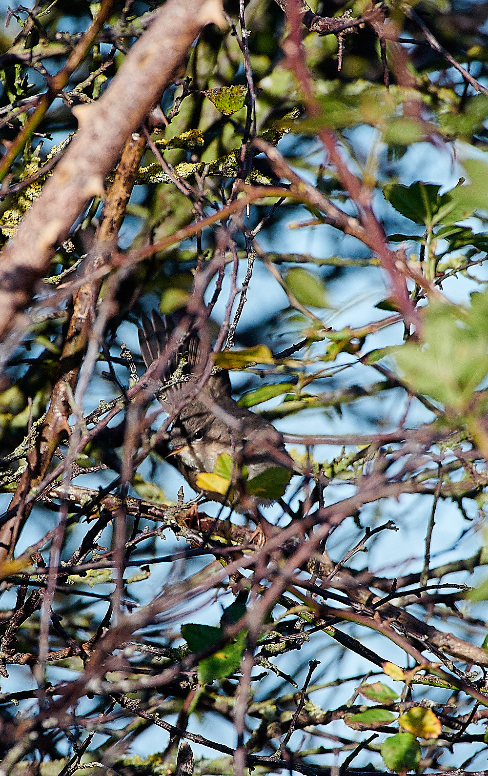 MuckleburghDuskyWarbler121120-1