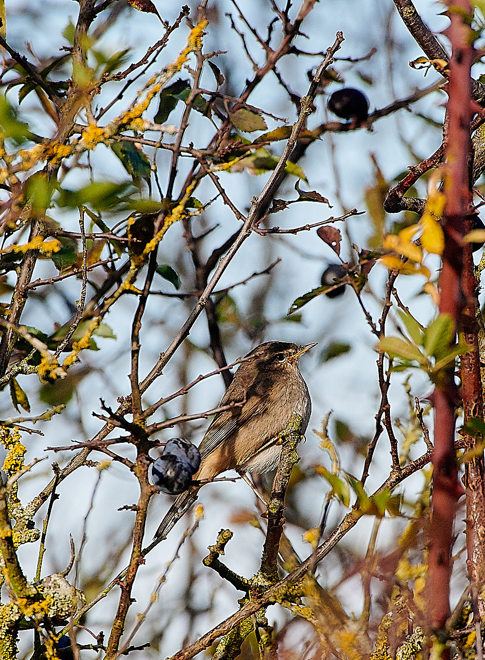 MuckleburghDuskyWarbler121120-2