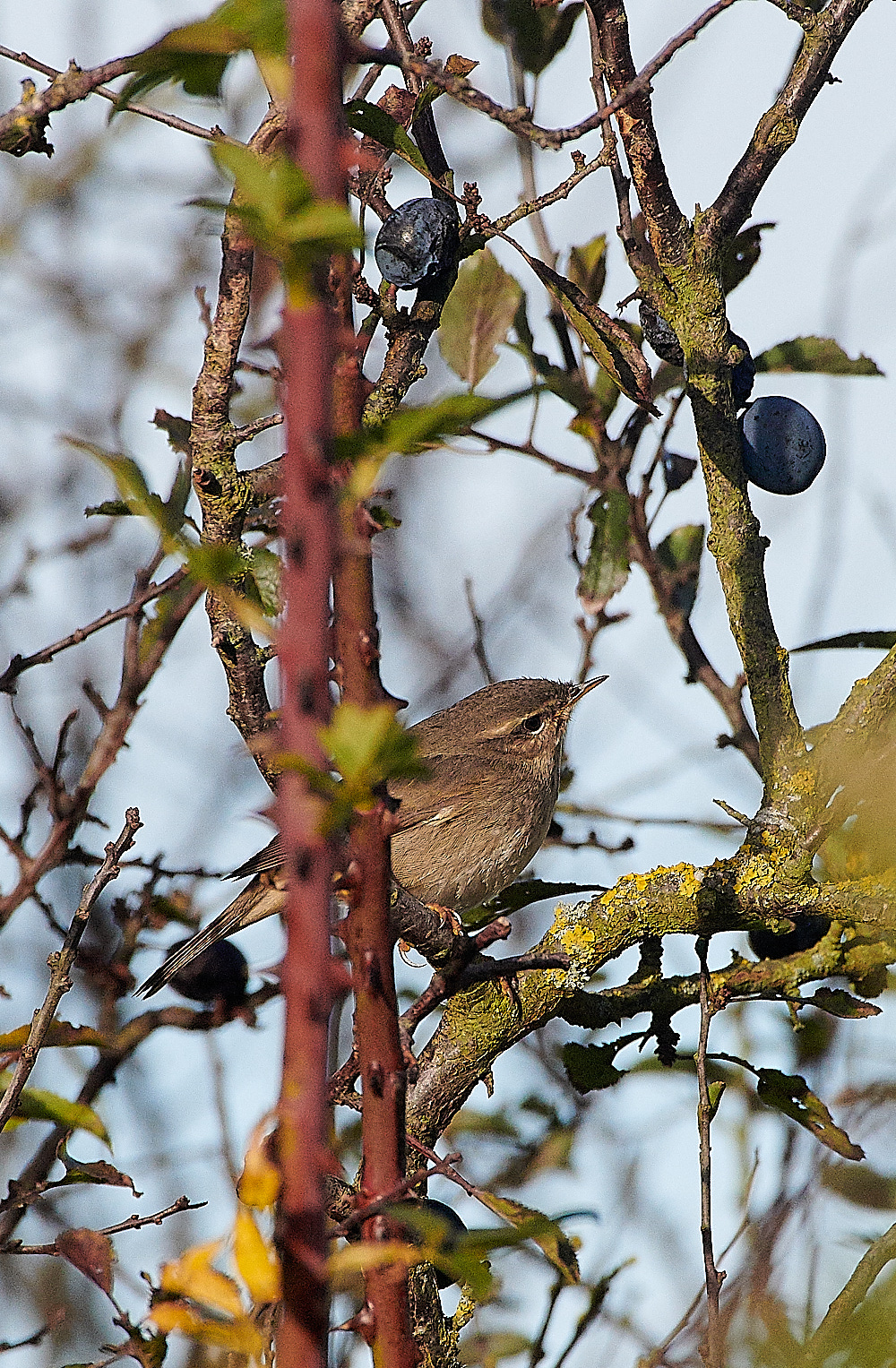 MuckleburghDuskyWarbler121120-3