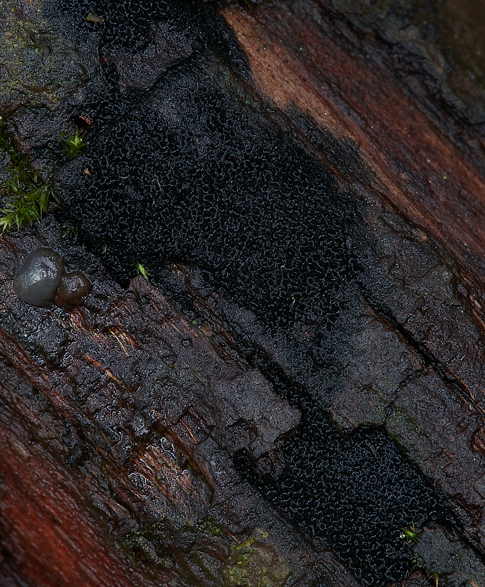 PigneysWoodBlackFungus211220-1