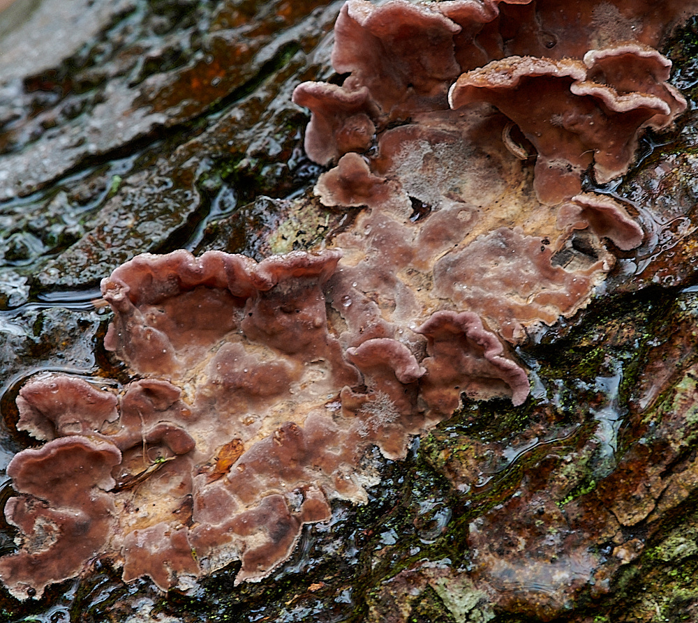 PigneysWoodBraodleavedBleedingCrust211220-1