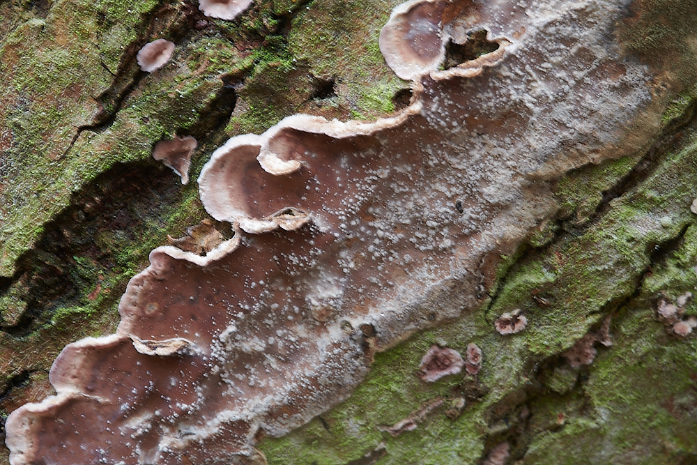 PigneysWoodBraodleavedBleedingCrust211220-2