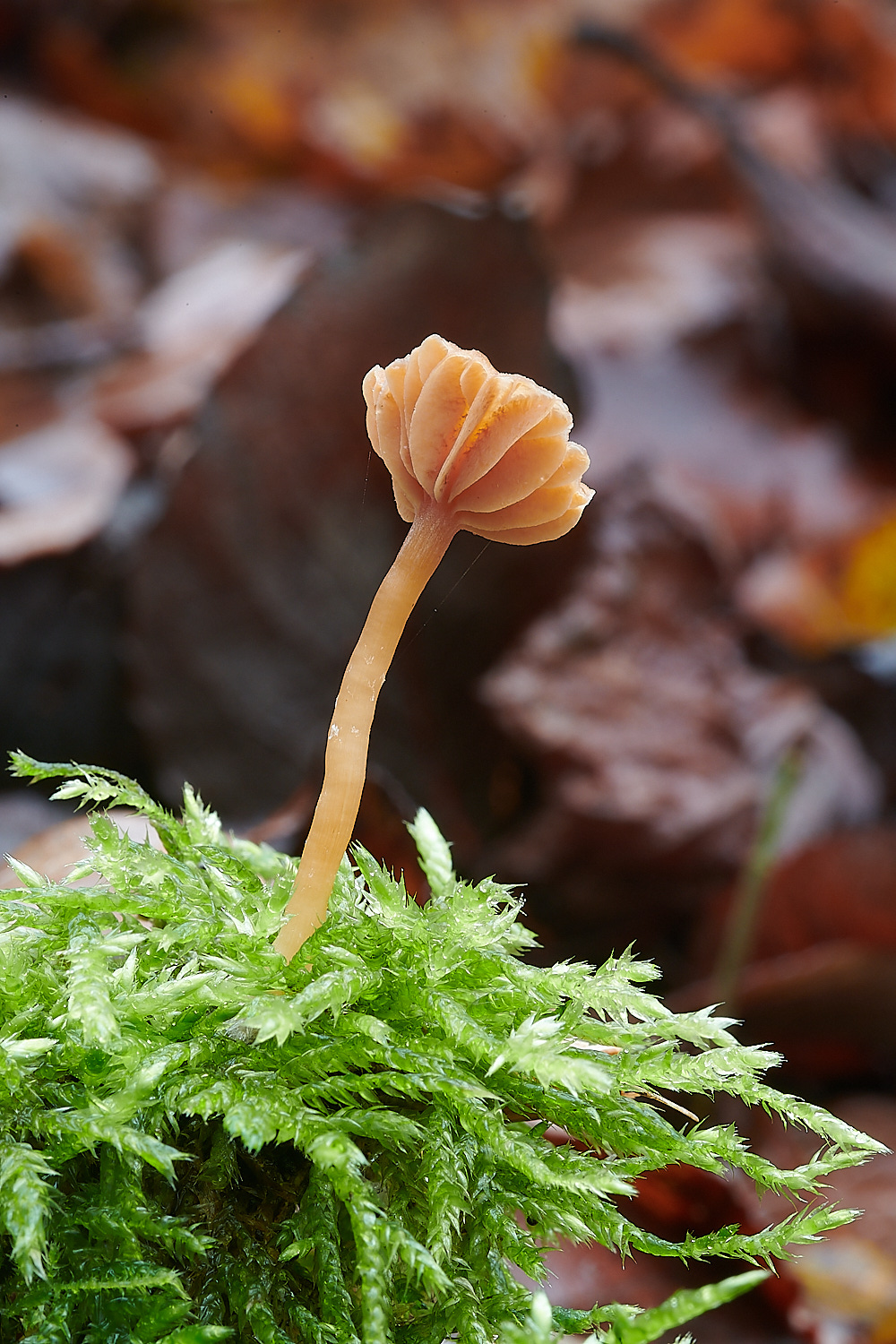 PigneysWoodDeceiver211220-1