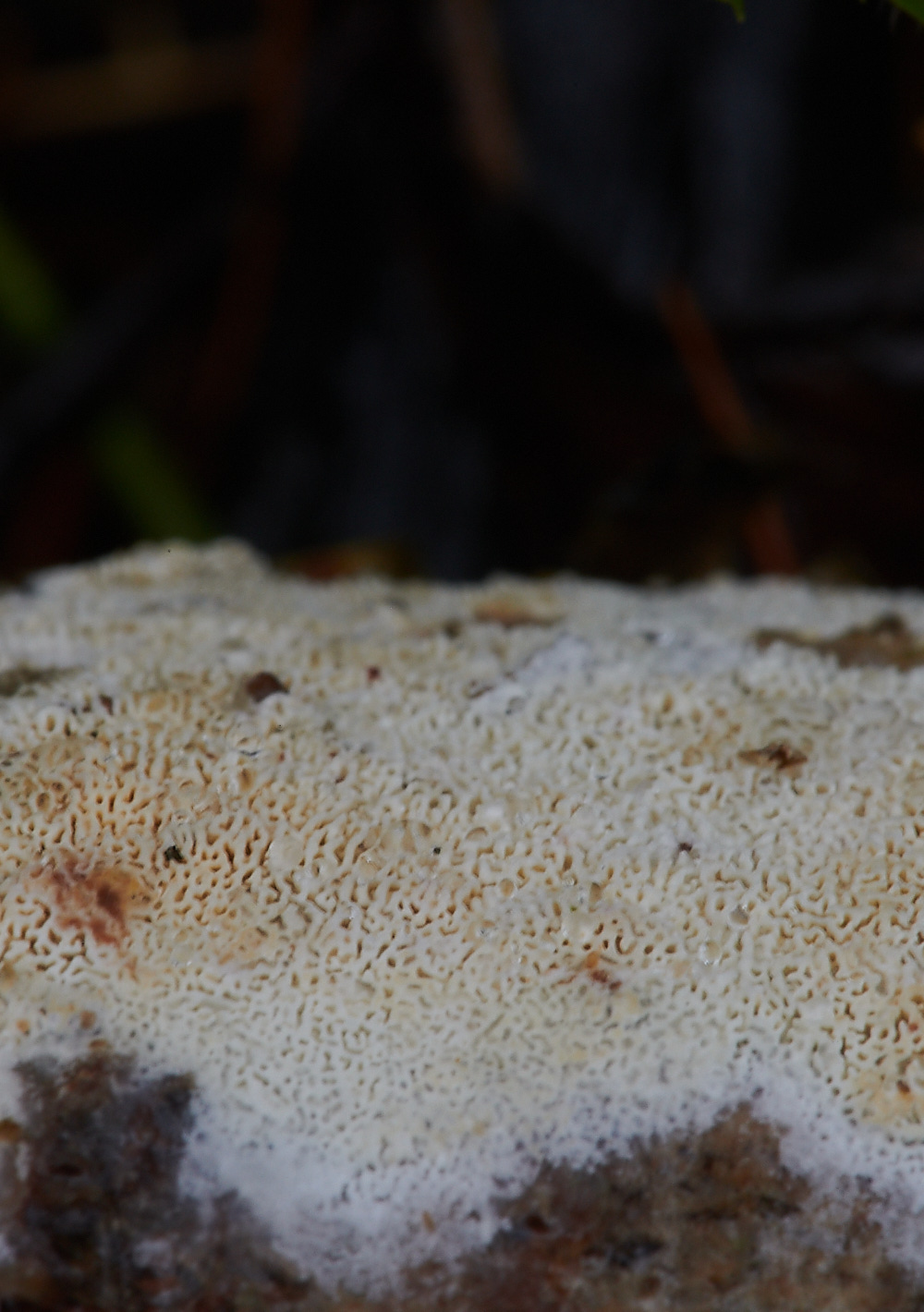 PigneysWoodFungus1211220-1