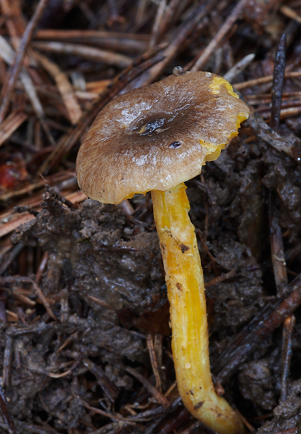 PigneysWoodHeraldofWinter211220-2