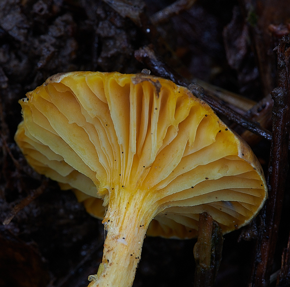 PigneysWoodHeraldofWinter211220-3