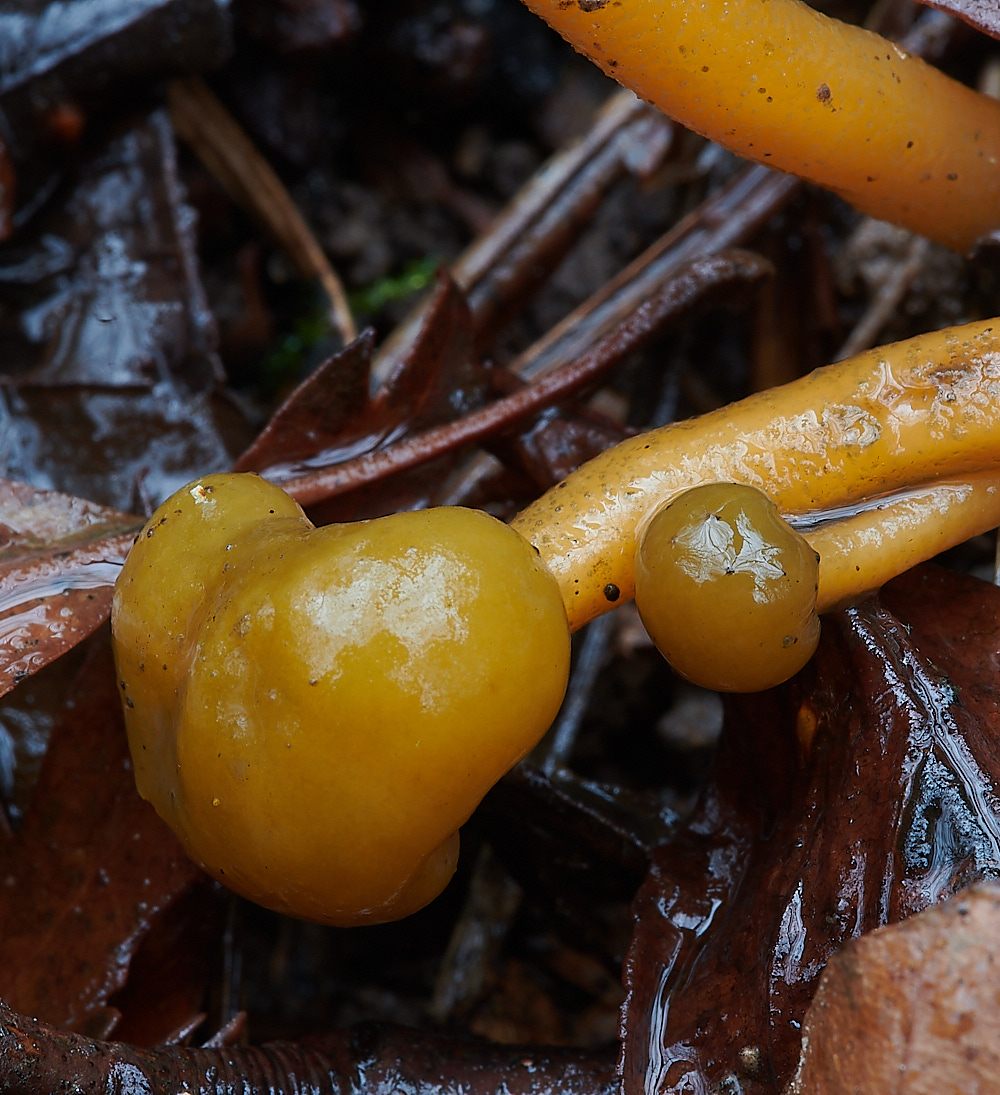 PigneysWoodJellyBabys211220-2