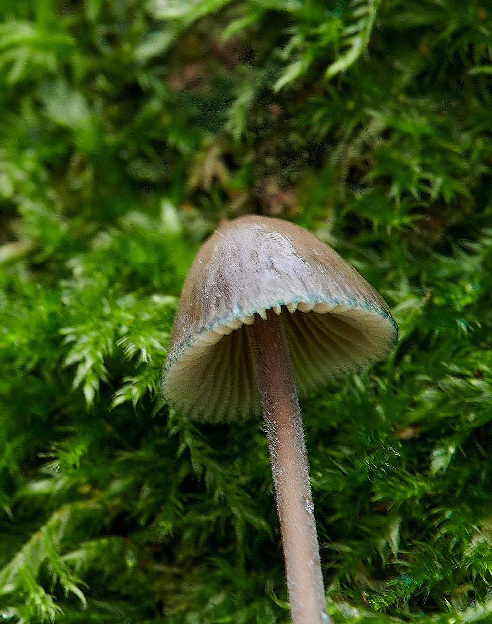 PigneysWoodMacmita211220-1