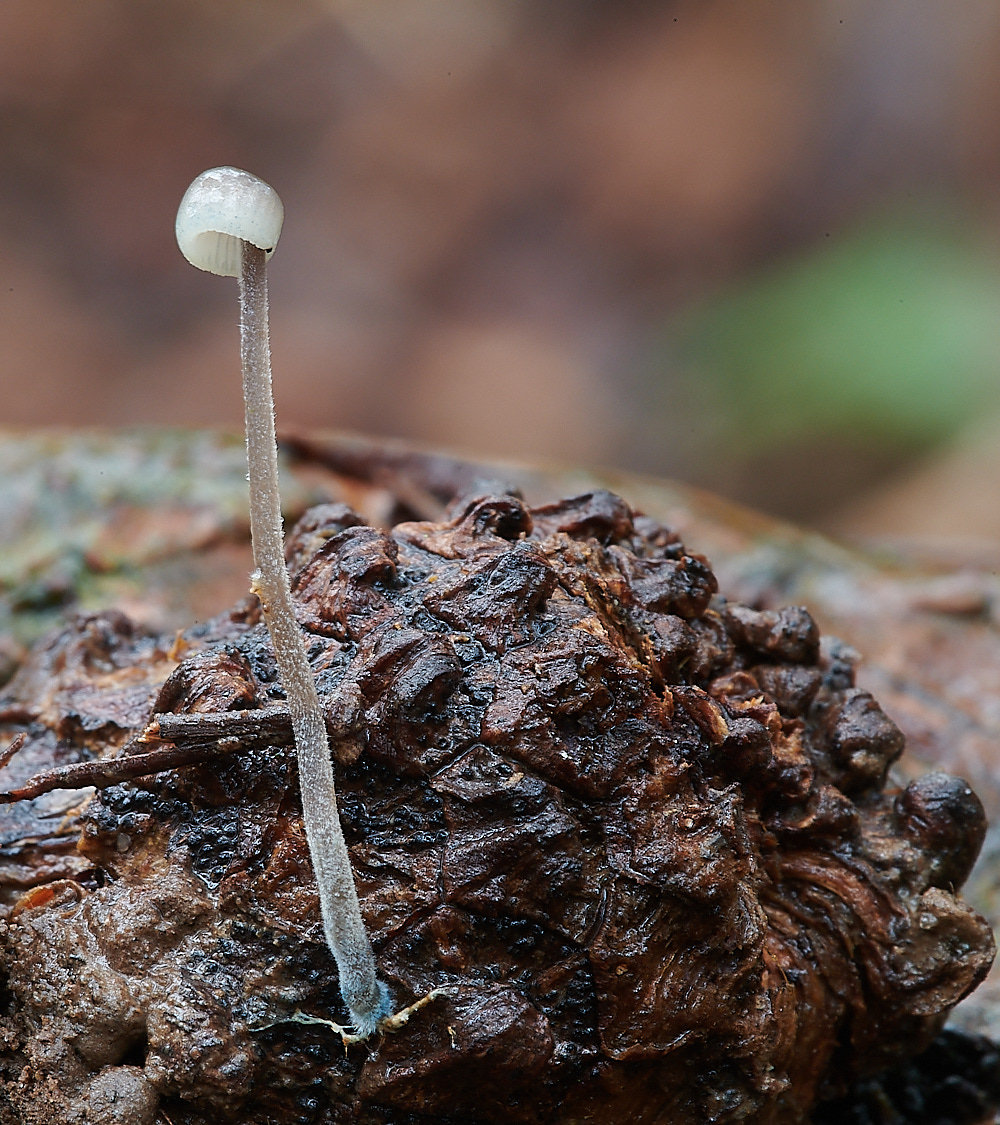 PigneysWoodMacmita211220-2