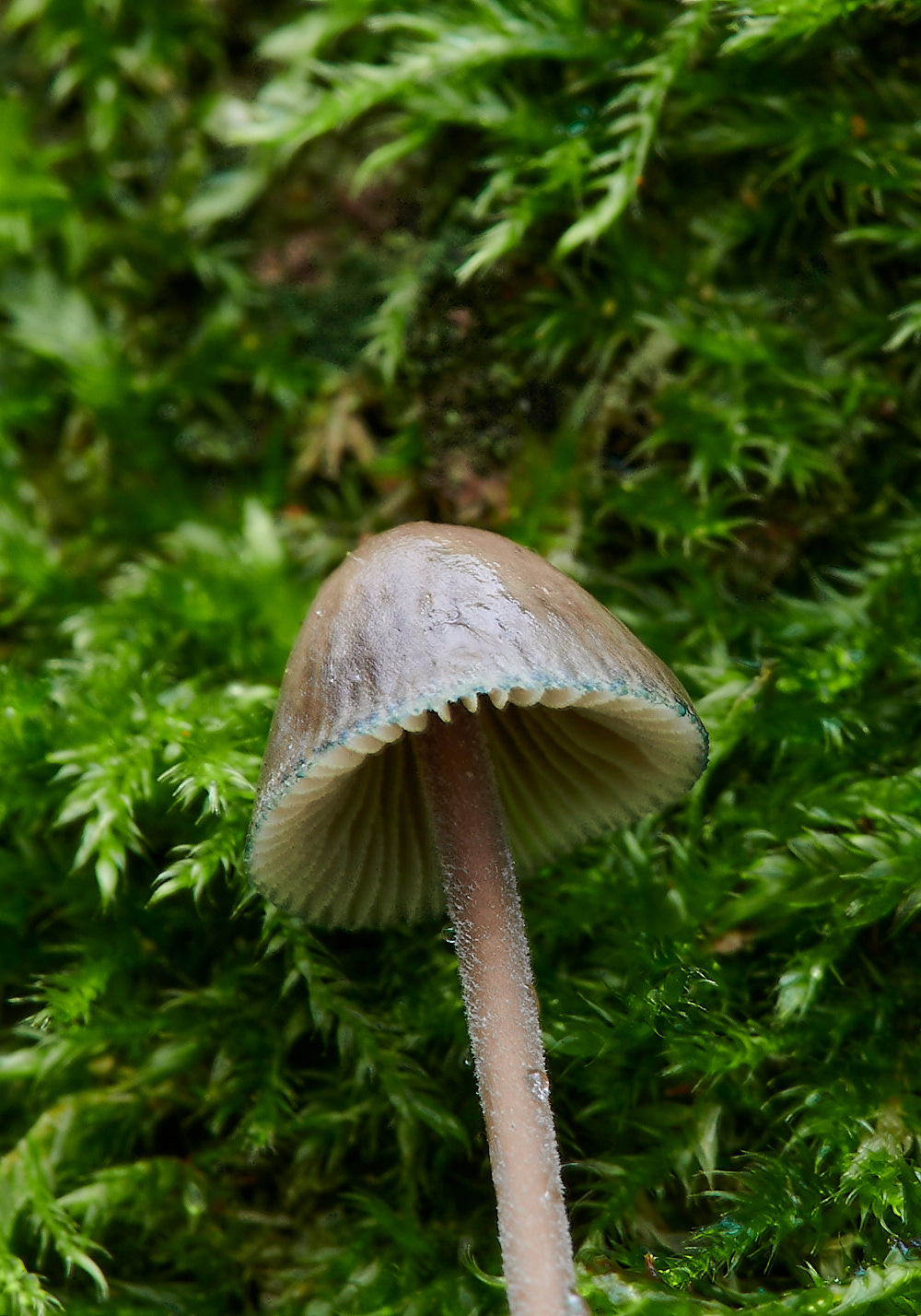 PigneysWoodMactima211220-4