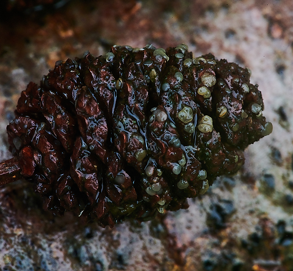 PigneysWoodMollisia211220-1