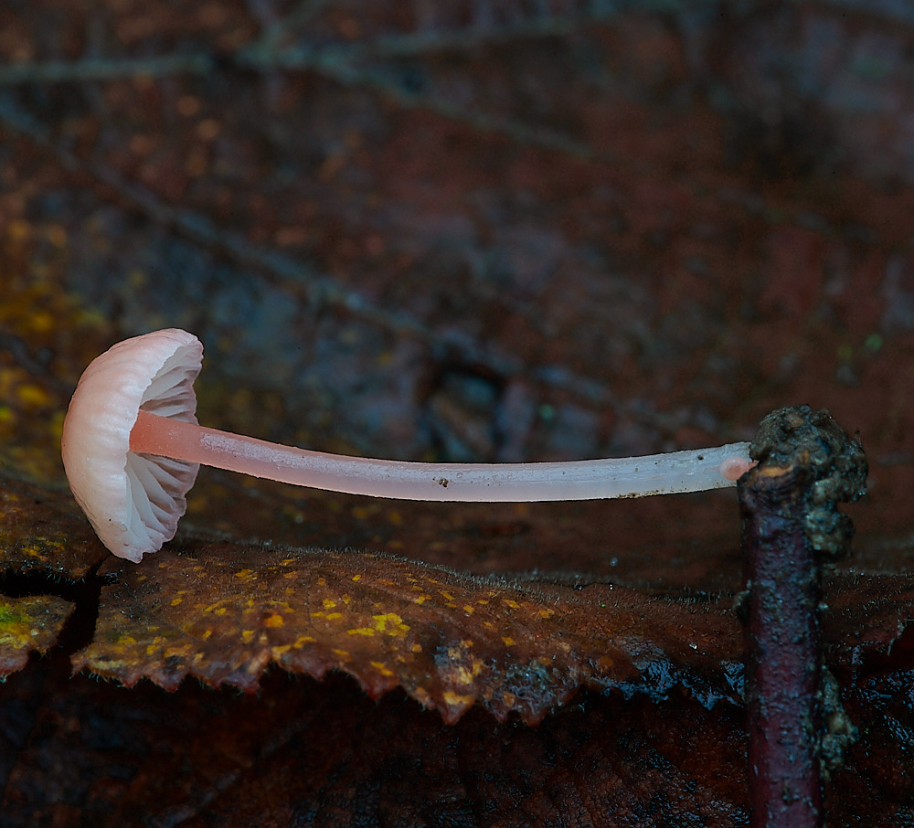 PigneysWoodPinkMycena211220-1