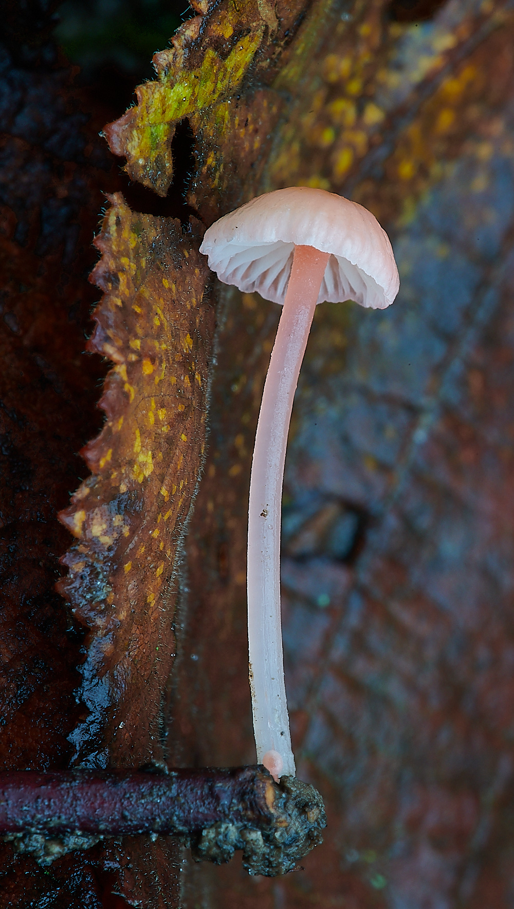 PigneysWoodPinkMycena211220-2