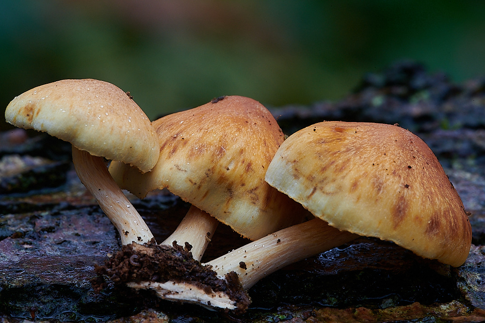 PigneysWoodRustgi211220-2