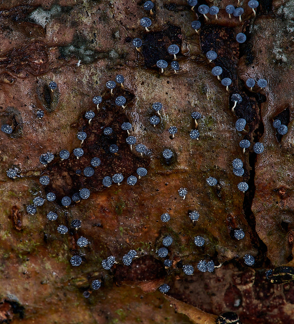 PigneysWoodSlimeMold12112-2