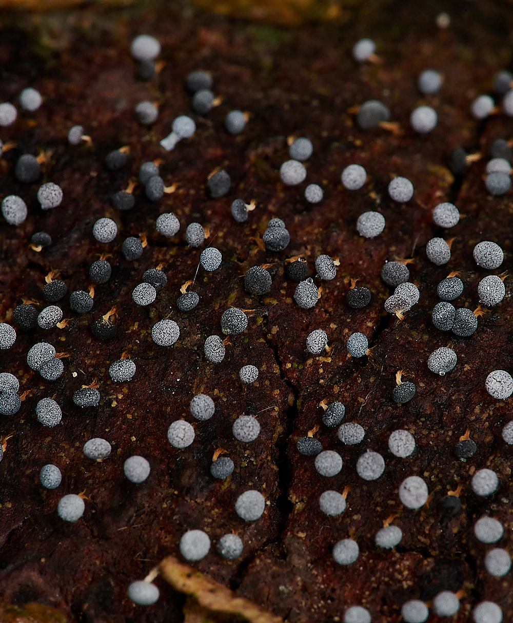 PigneysWoodSlimeMold1211220-1