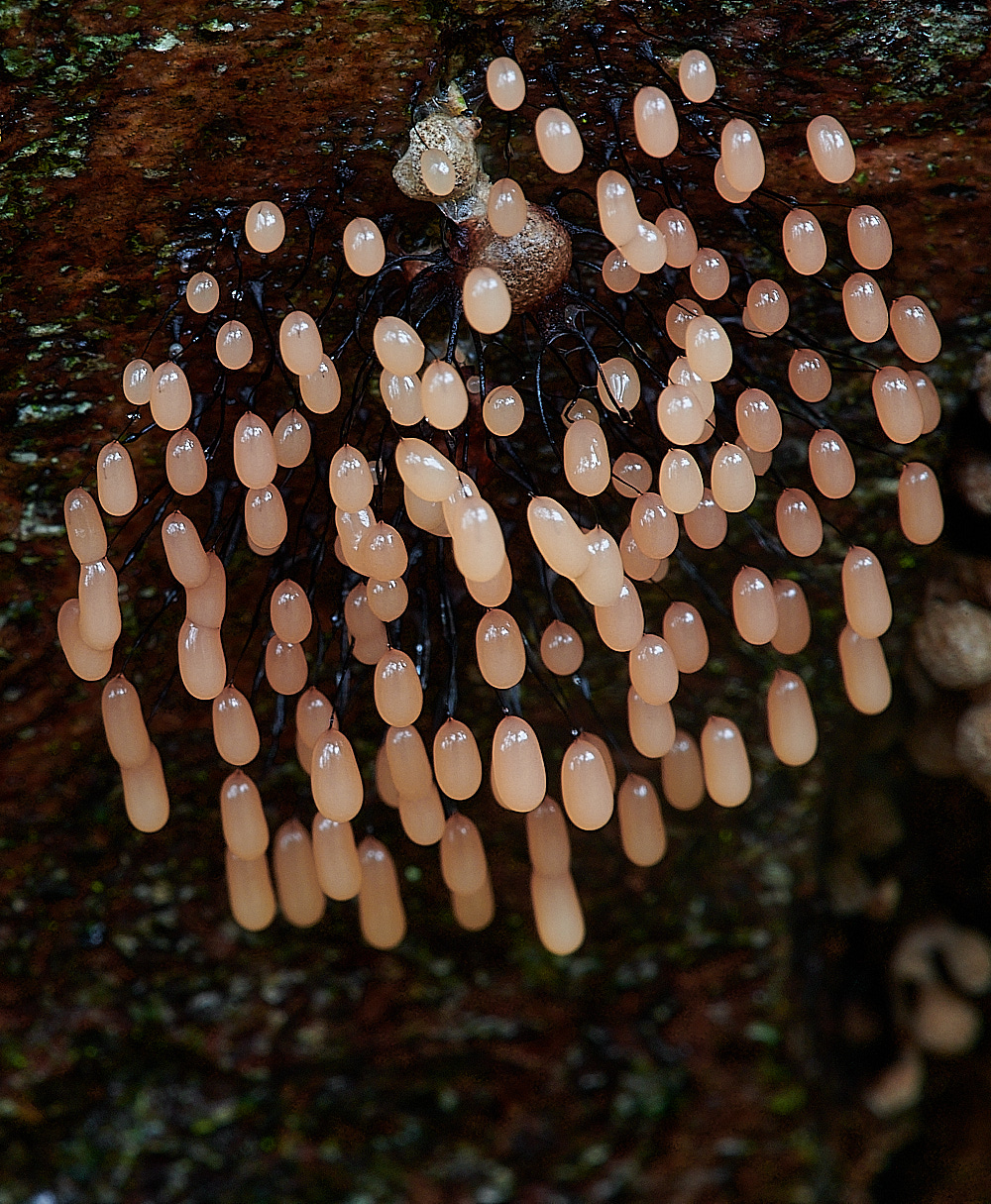 PigneysWoodSlomeMoldPink211220-1