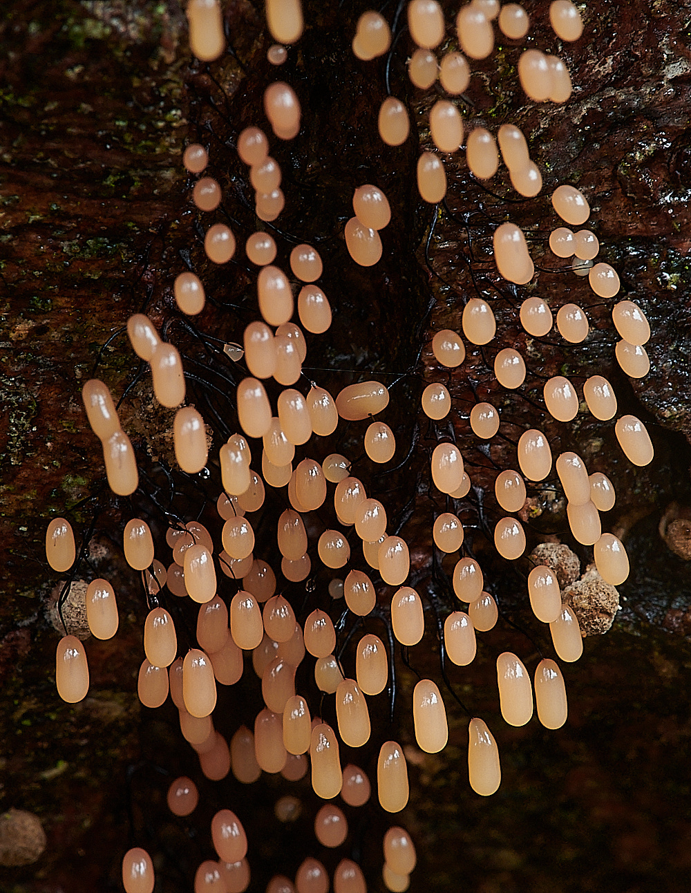 PigneysWoodSlomeMoldPink211220-2