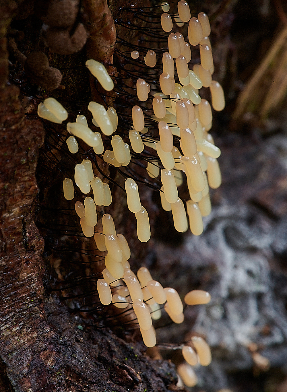 PigneysWoodSlomeMoldPink211220-3