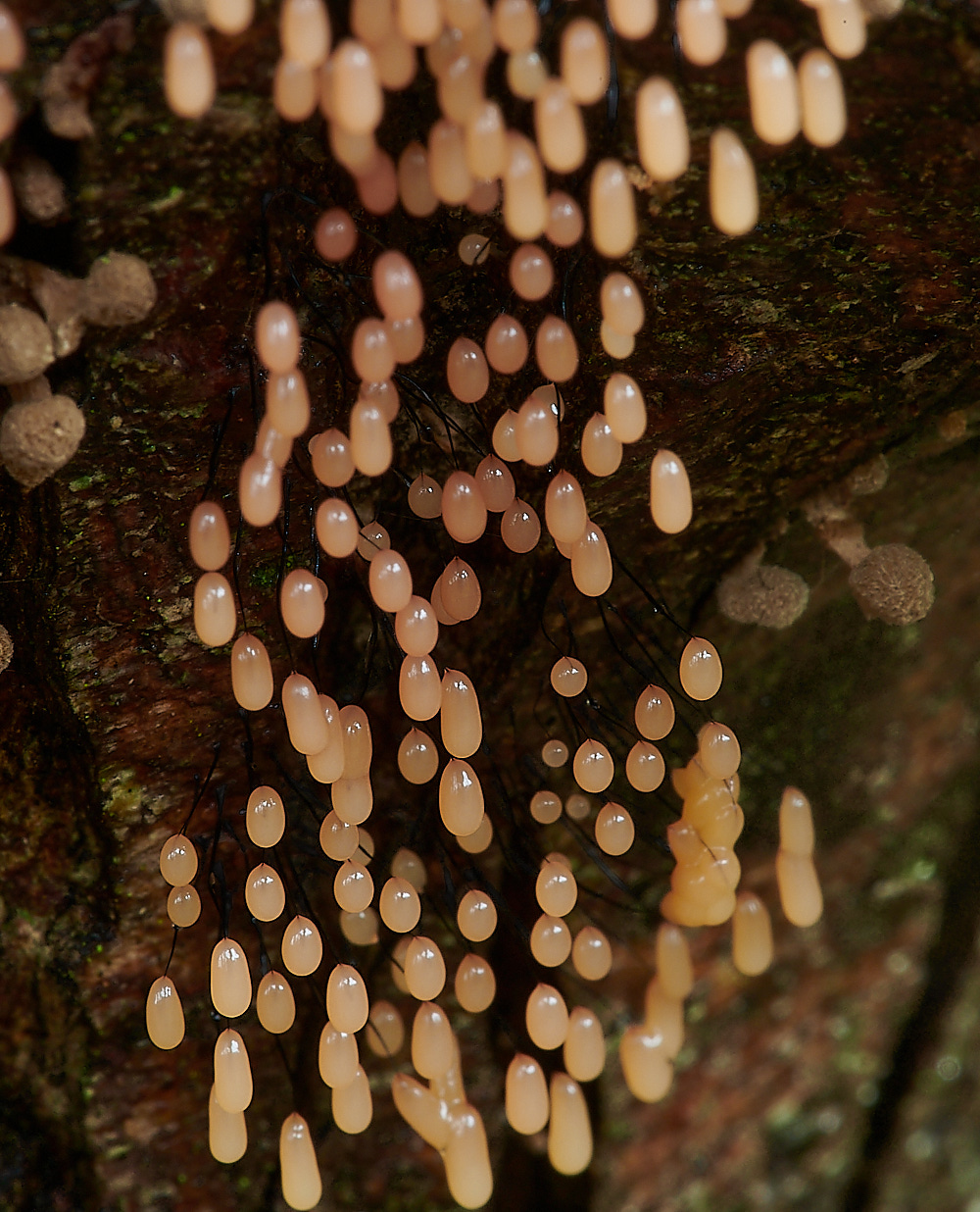 PigneysWoodSlomeMoldPink211220-4