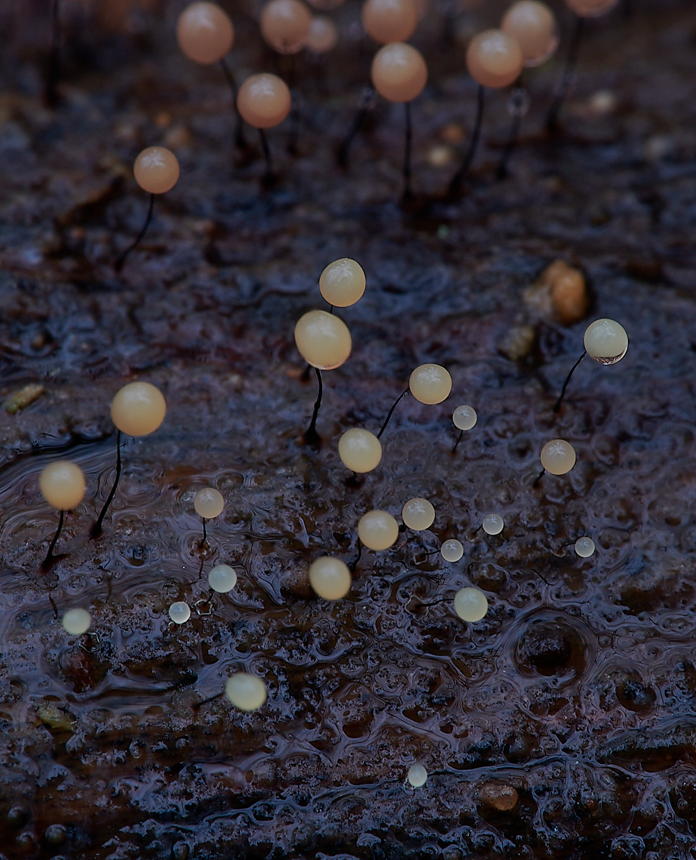 PigneysWoodStalkedSlime211220-5