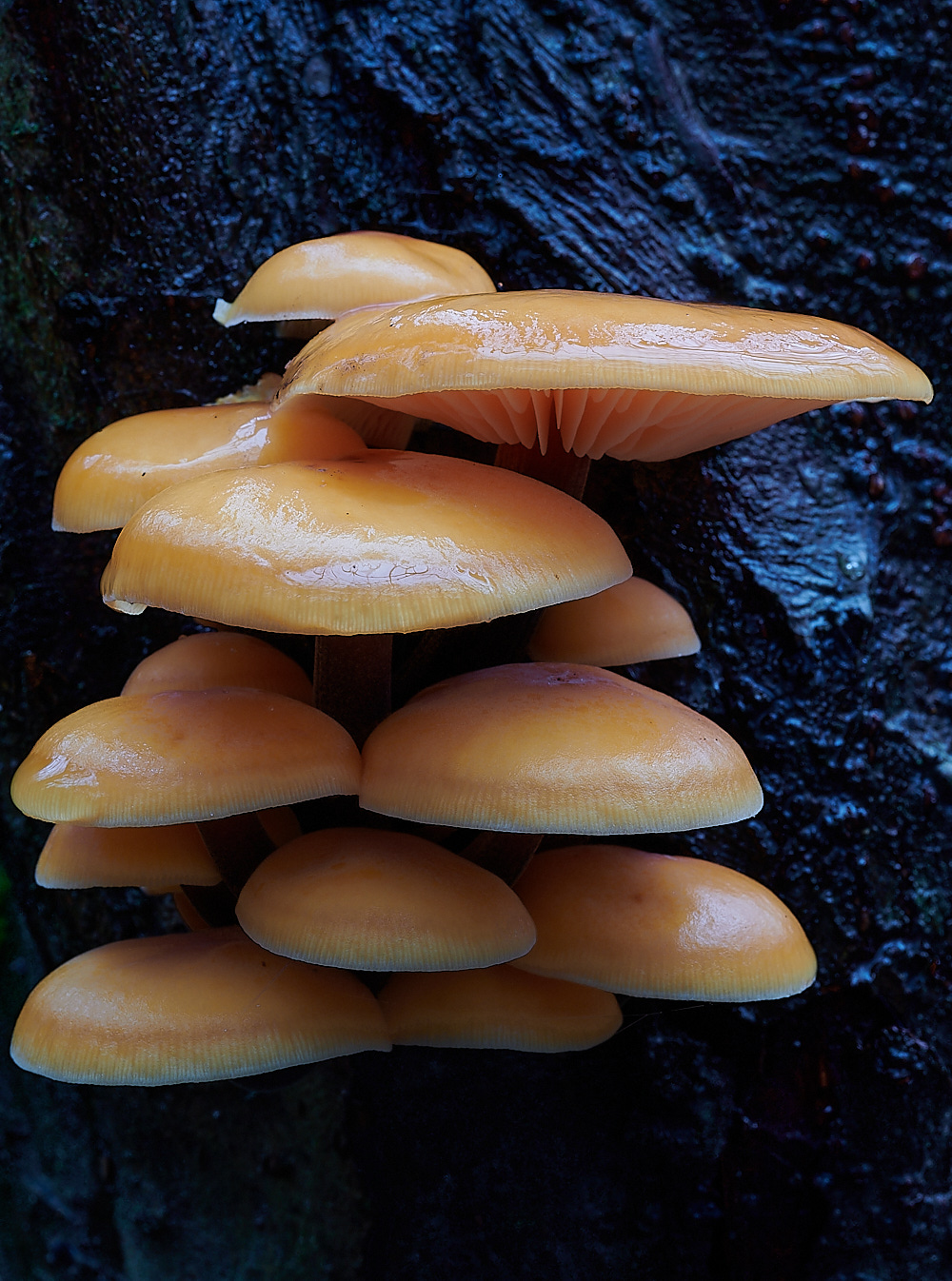 PigneysWoodVelvetShank211220-1