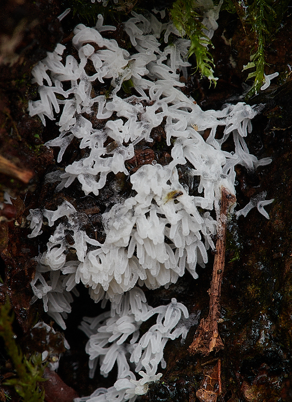 PigneysWoodWhiteFingeredSlimeMold211220-2