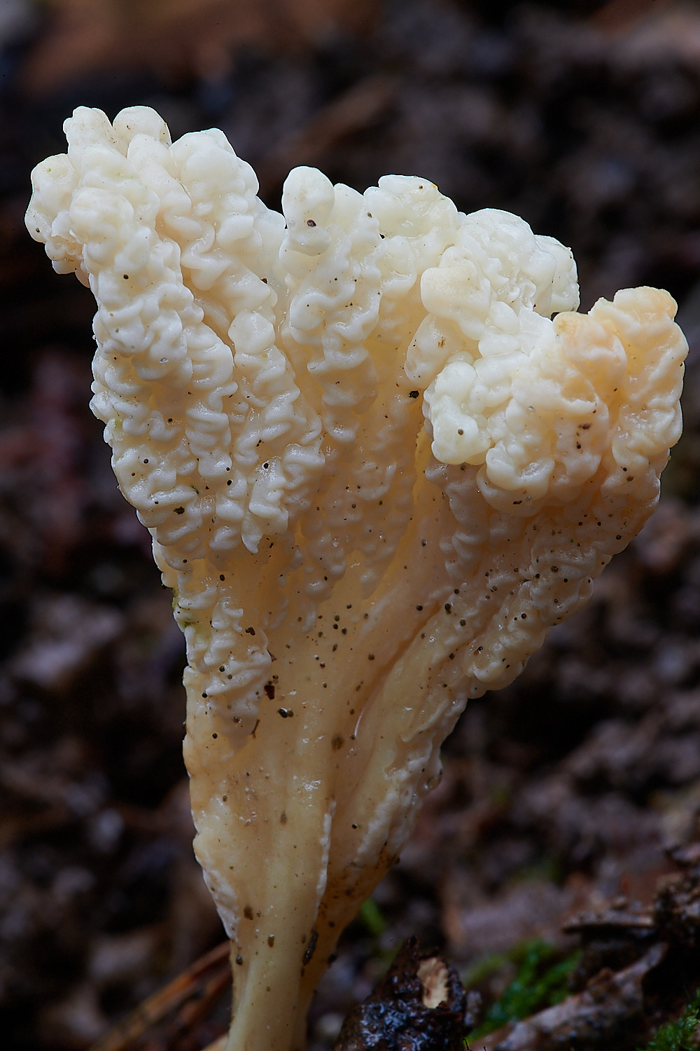 PigneysWoodWrinkledClub211220-1