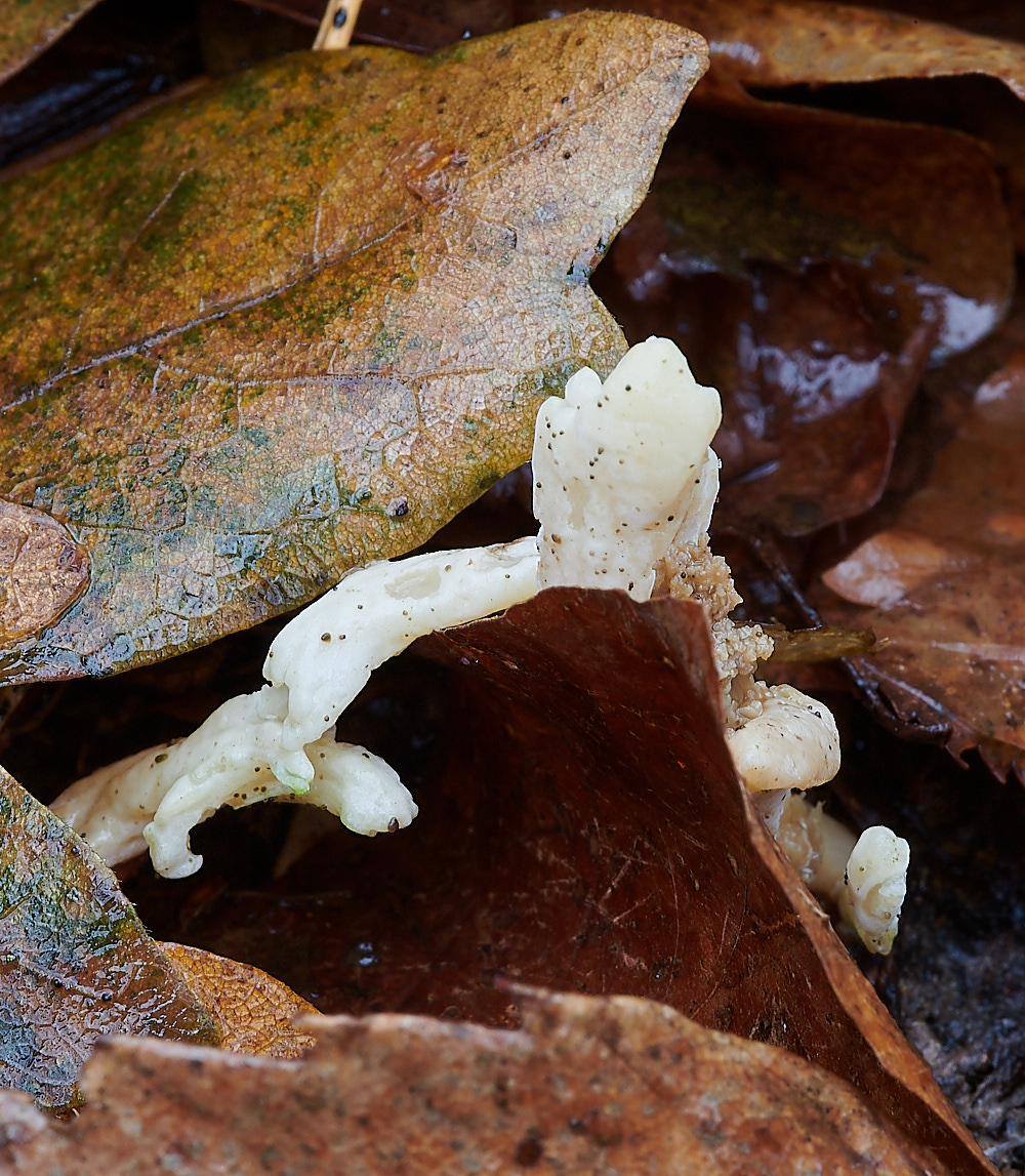 PigneysWoodWrinkledClub211220-2