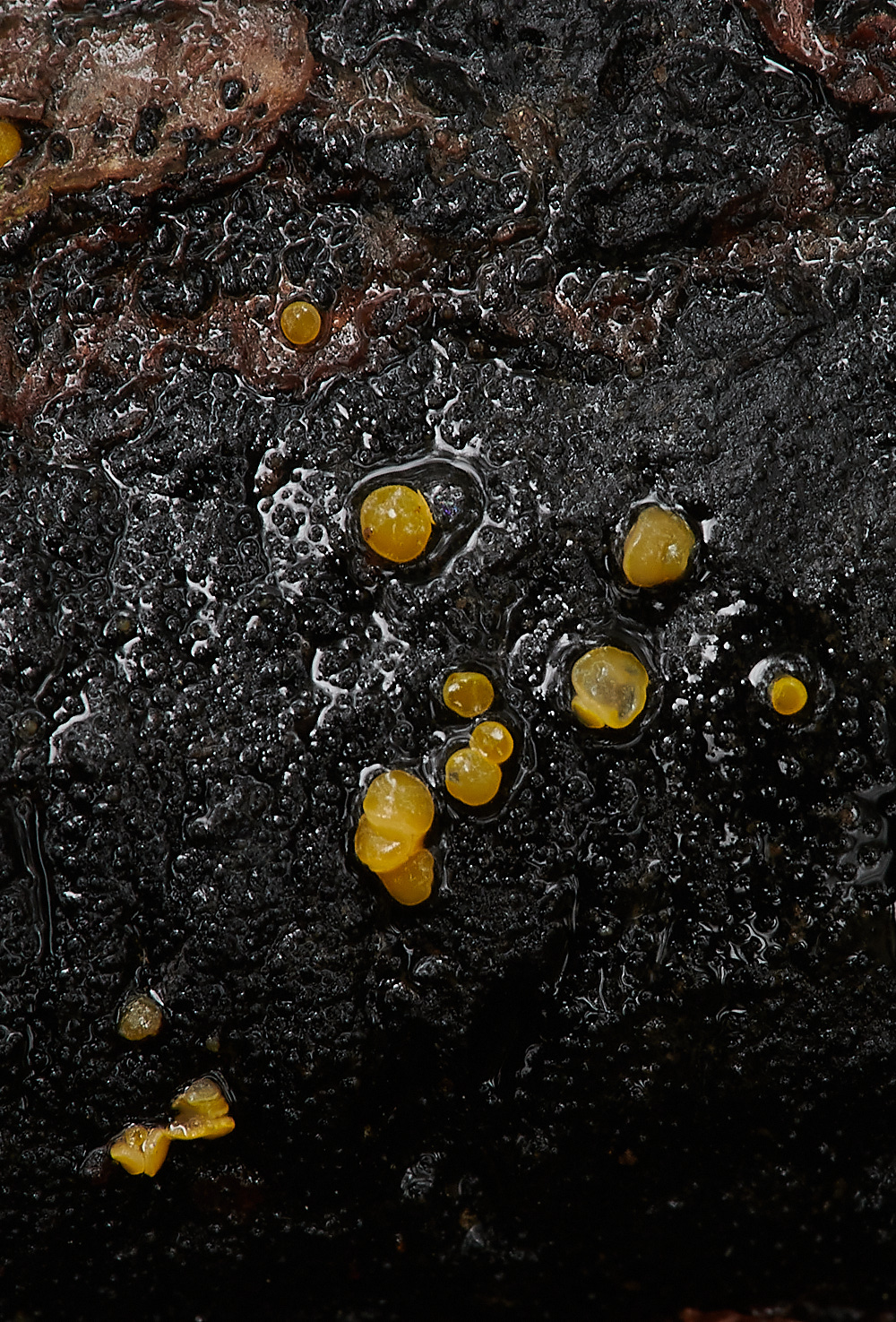 PigneysWoodYellowDisco211220-1