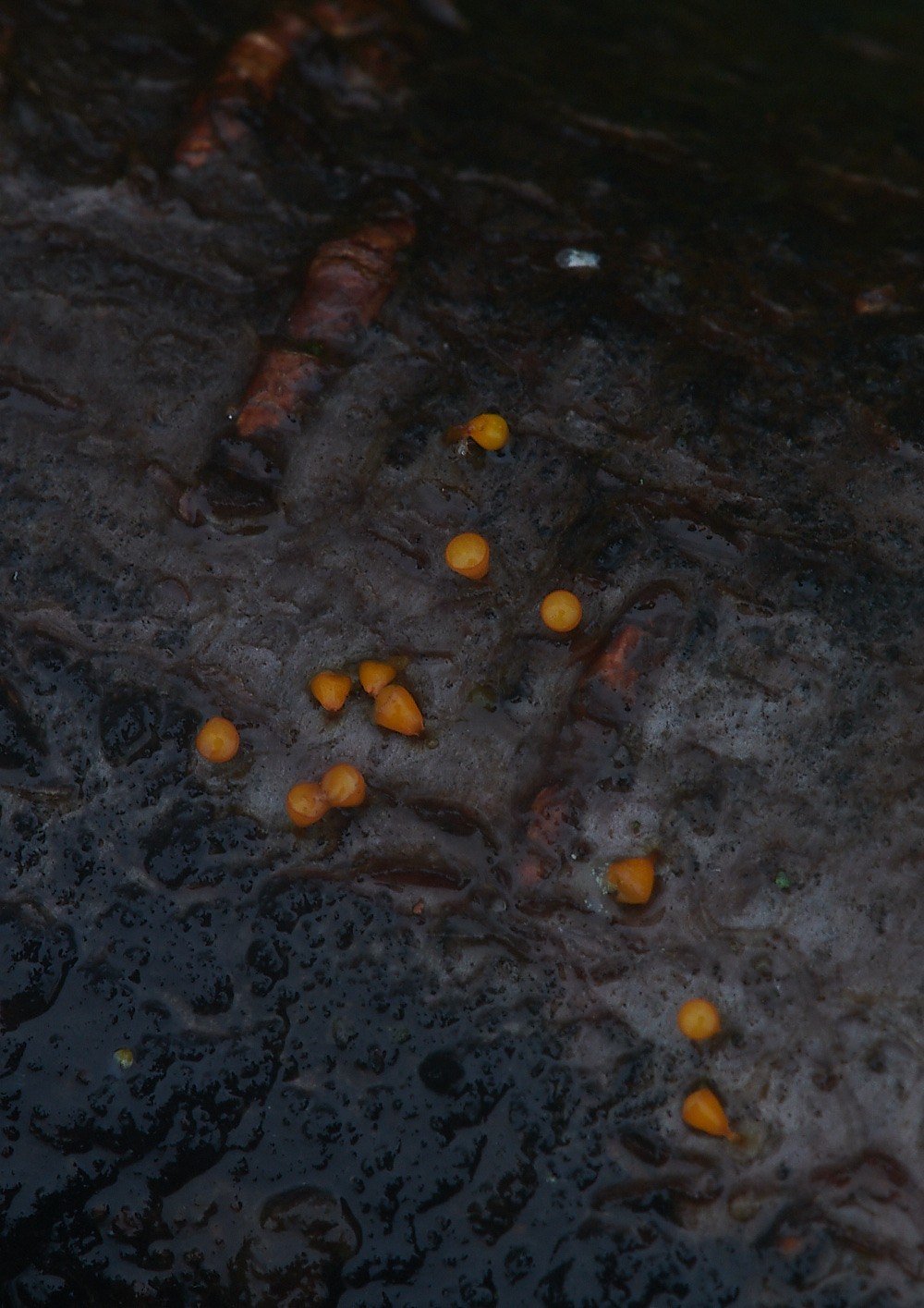 PigneysWoodYellowSlime211220-1