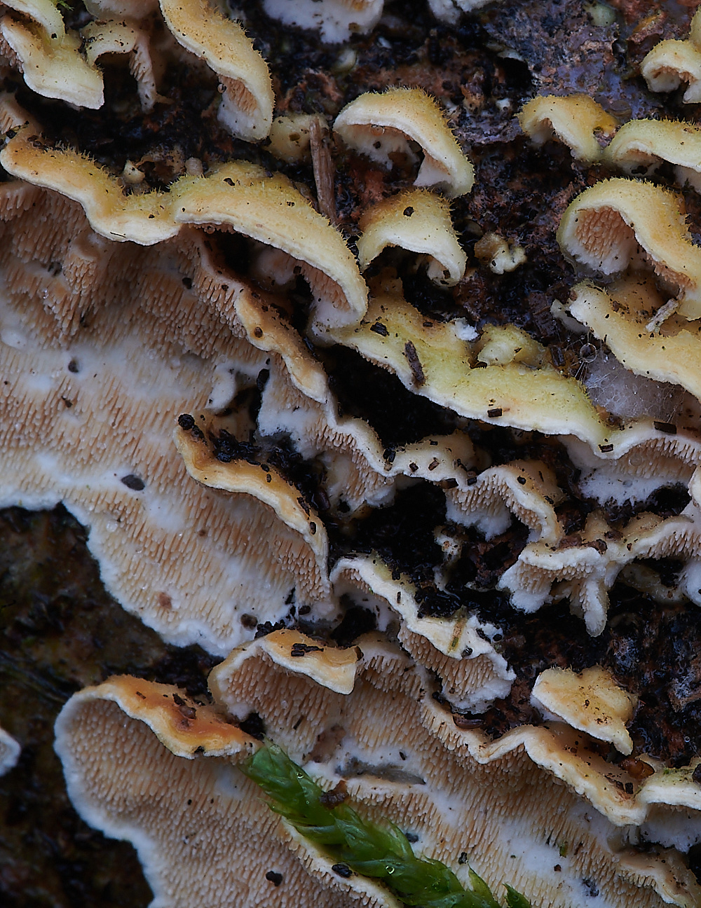 PineysWoodOchraceum211220-1